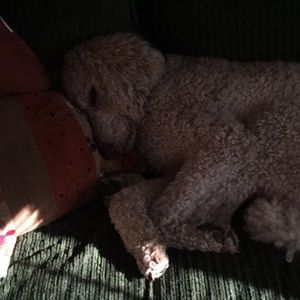 Meet your Posher, Nancy